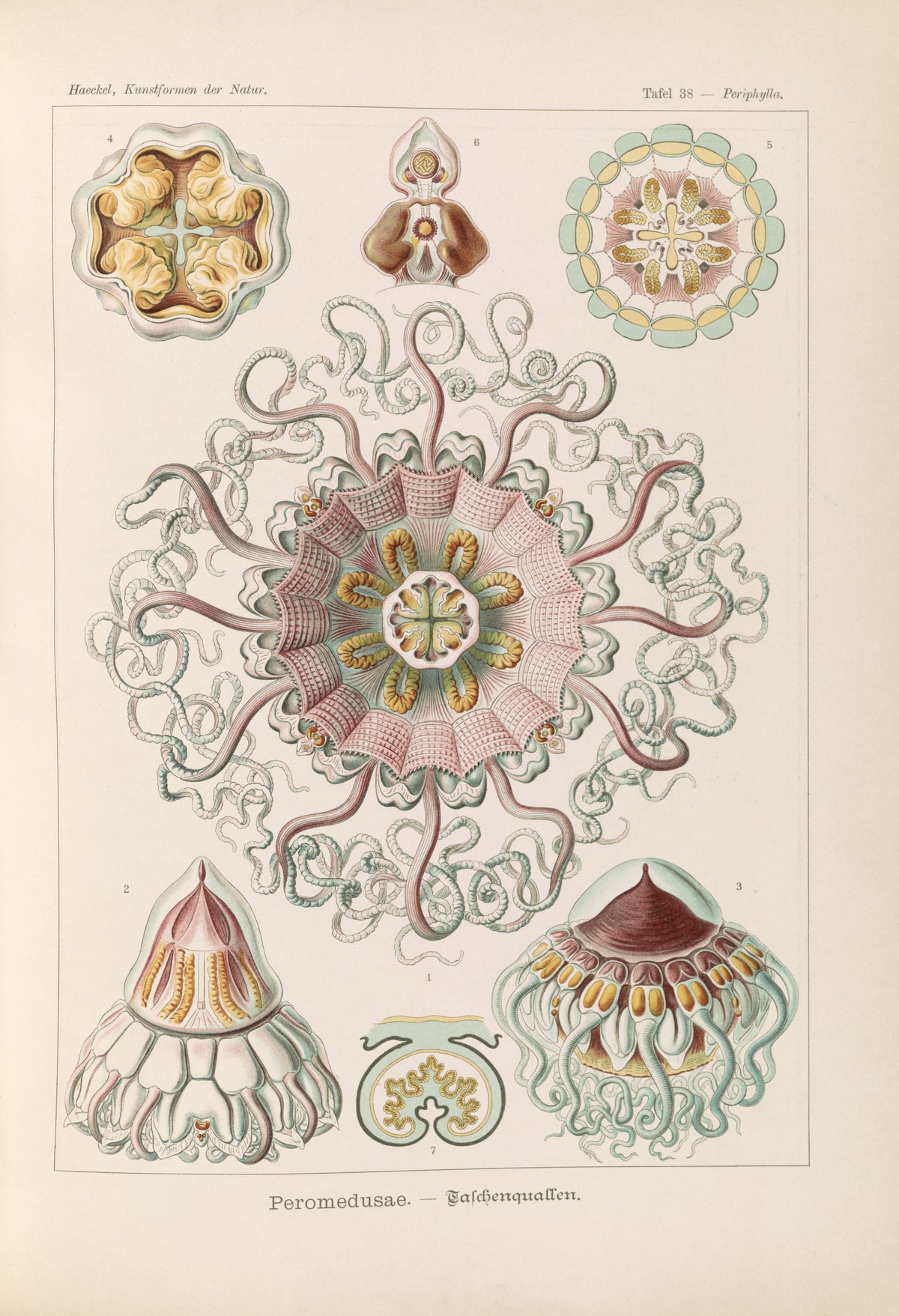 Ernst Haeckel — Kunstformen der Natur, Plate 38: Peromedusae | Scientific Illustration Print
