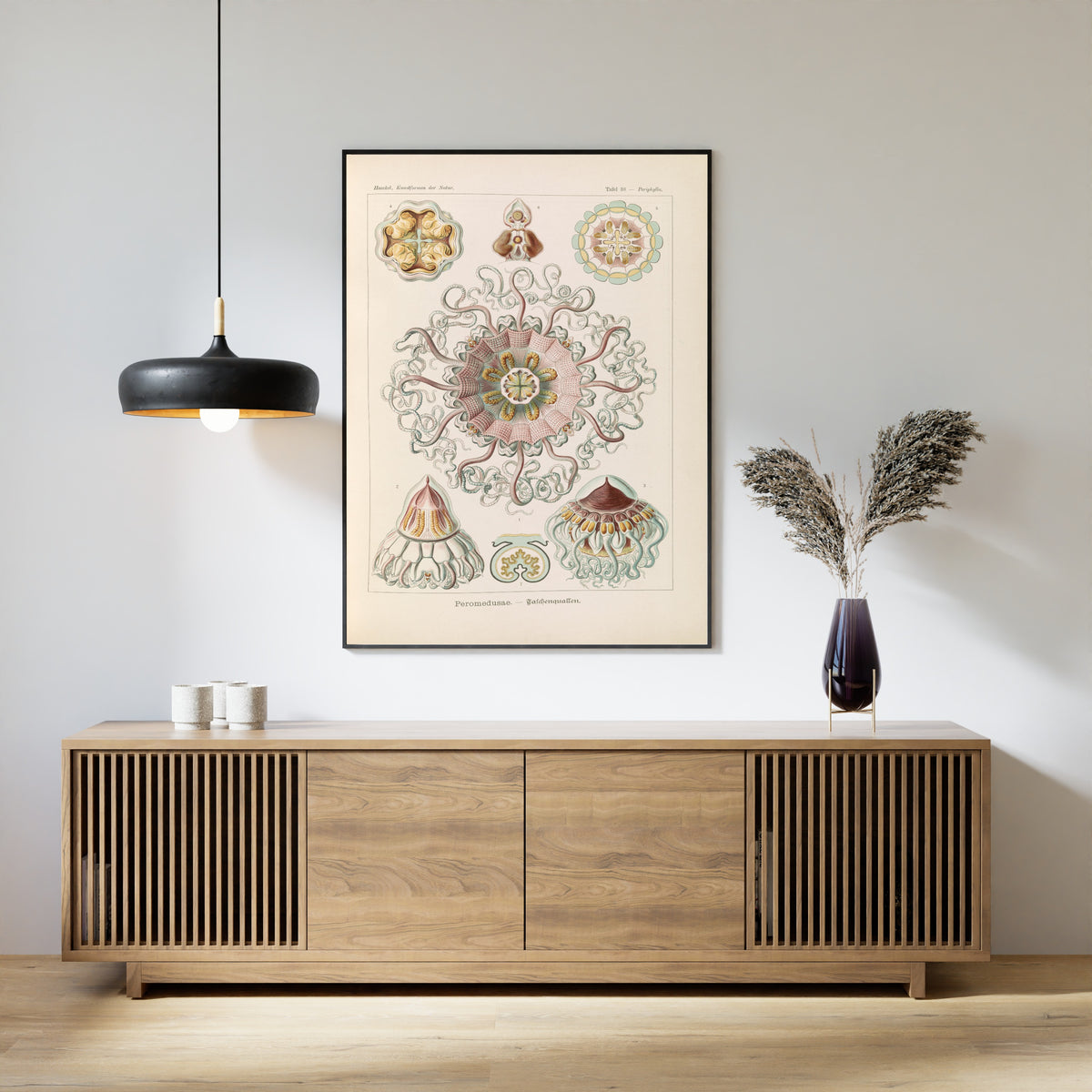 Ernst Haeckel — Kunstformen der Natur, Plate 38: Peromedusae | Scientific Illustration Print