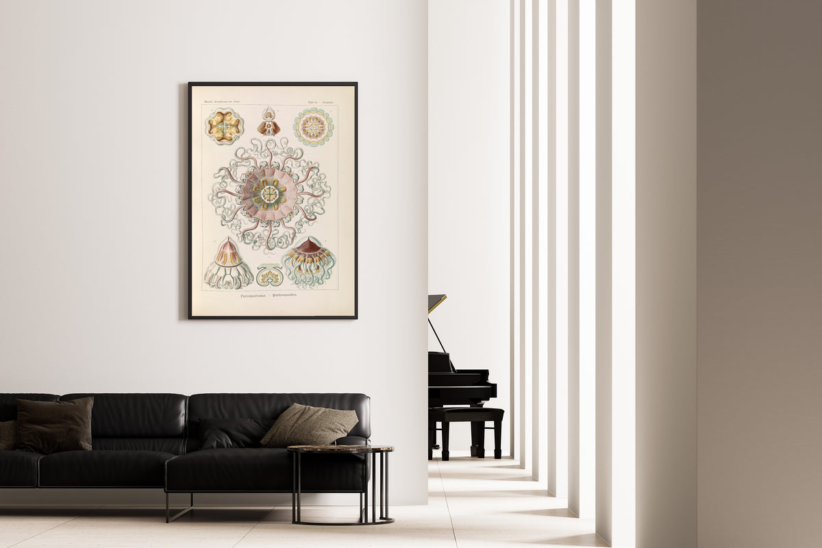 Ernst Haeckel — Kunstformen der Natur, Plate 38: Peromedusae | Scientific Illustration Print