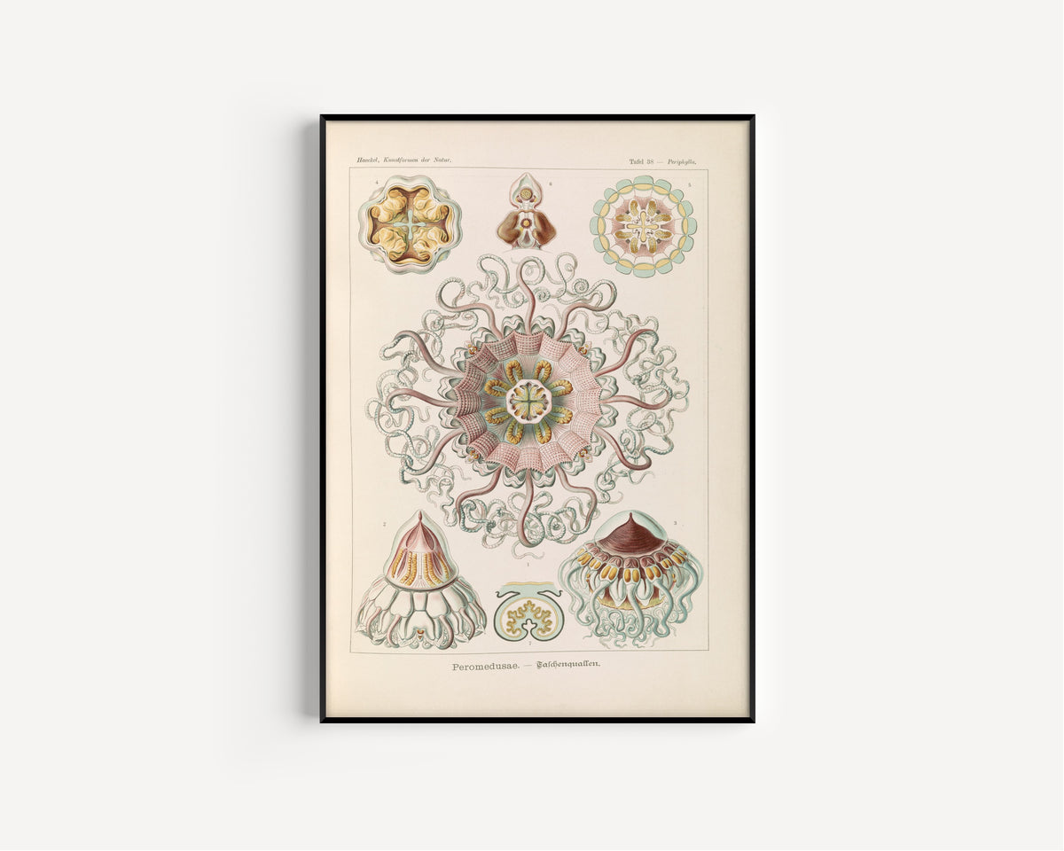 Ernst Haeckel — Kunstformen der Natur, Plate 38: Peromedusae | Scientific Illustration Print