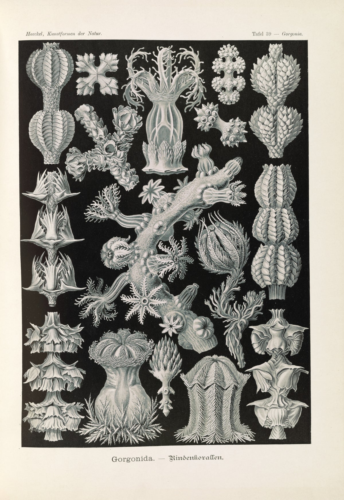 Ernst Haeckel — Kunstformen der Natur, Plate 39: Gorgonida | Scientific Illustration Print