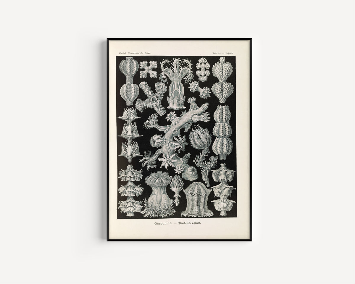 Ernst Haeckel — Kunstformen der Natur, Plate 39: Gorgonida | Scientific Illustration Print