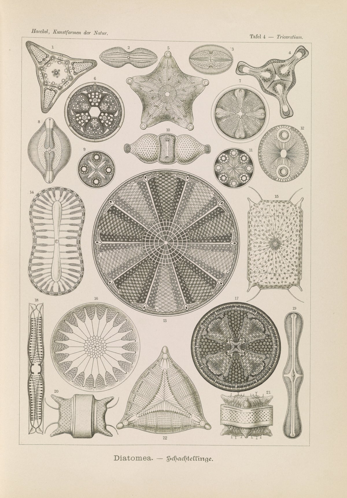 Ernst Haeckel — Kunstformen der Natur, Plate 4: Diatomea | Scientific Illustration Print