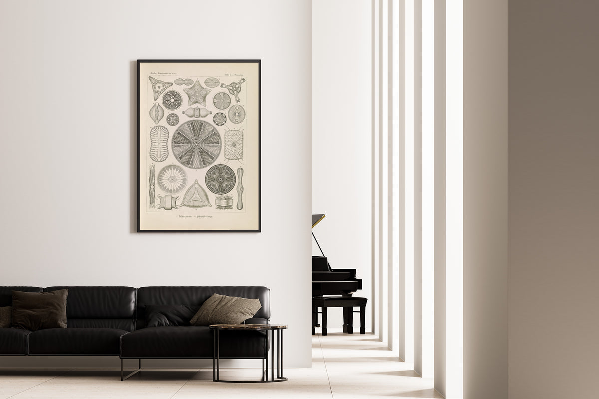 Ernst Haeckel — Kunstformen der Natur, Plate 4: Diatomea | Scientific Illustration Print