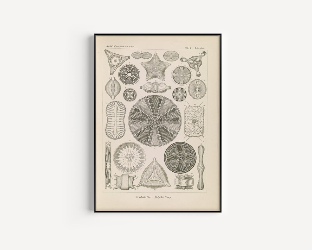 Ernst Haeckel — Kunstformen der Natur, Plate 4: Diatomea | Scientific Illustration Print