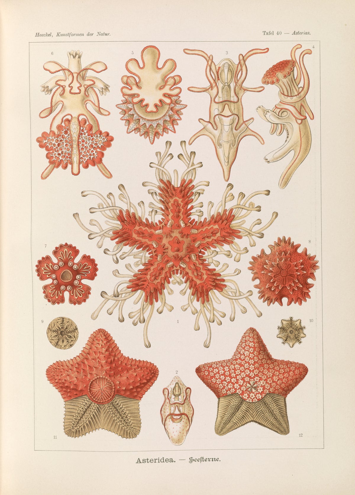 Ernst Haeckel — Kunstformen der Natur, Plate 40: Asteridea | Scientific Illustration Print