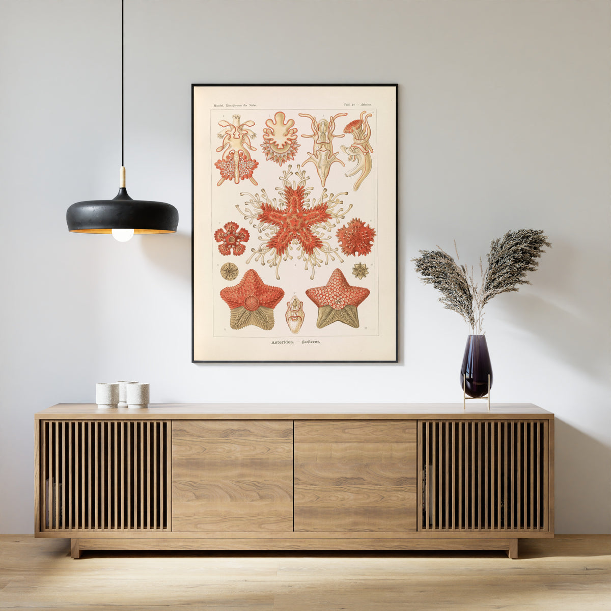Ernst Haeckel — Kunstformen der Natur, Plate 40: Asteridea | Scientific Illustration Print