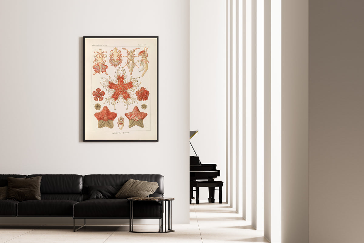 Ernst Haeckel — Kunstformen der Natur, Plate 40: Asteridea | Scientific Illustration Print