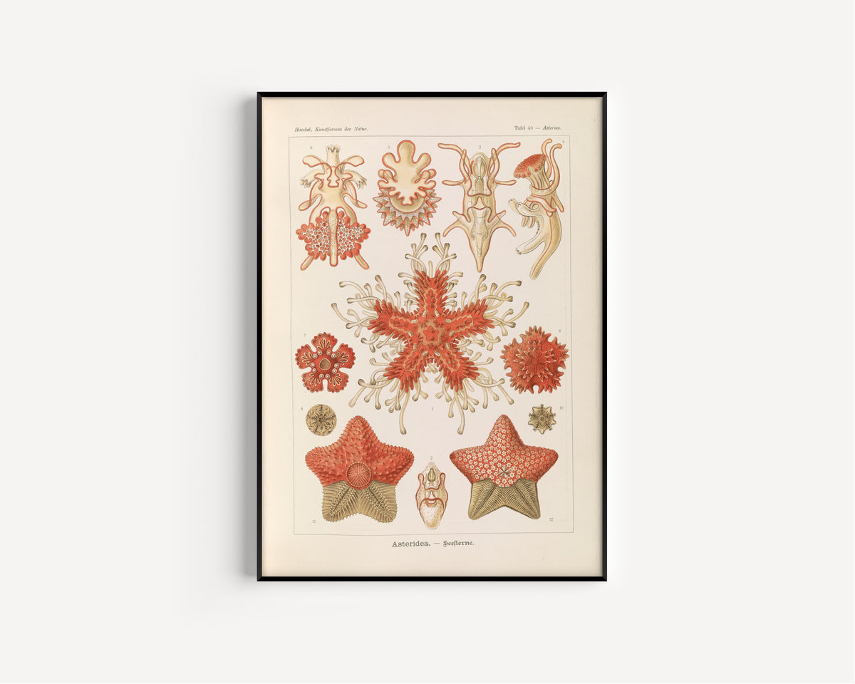Ernst Haeckel — Kunstformen der Natur, Plate 40: Asteridea | Scientific Illustration Print
