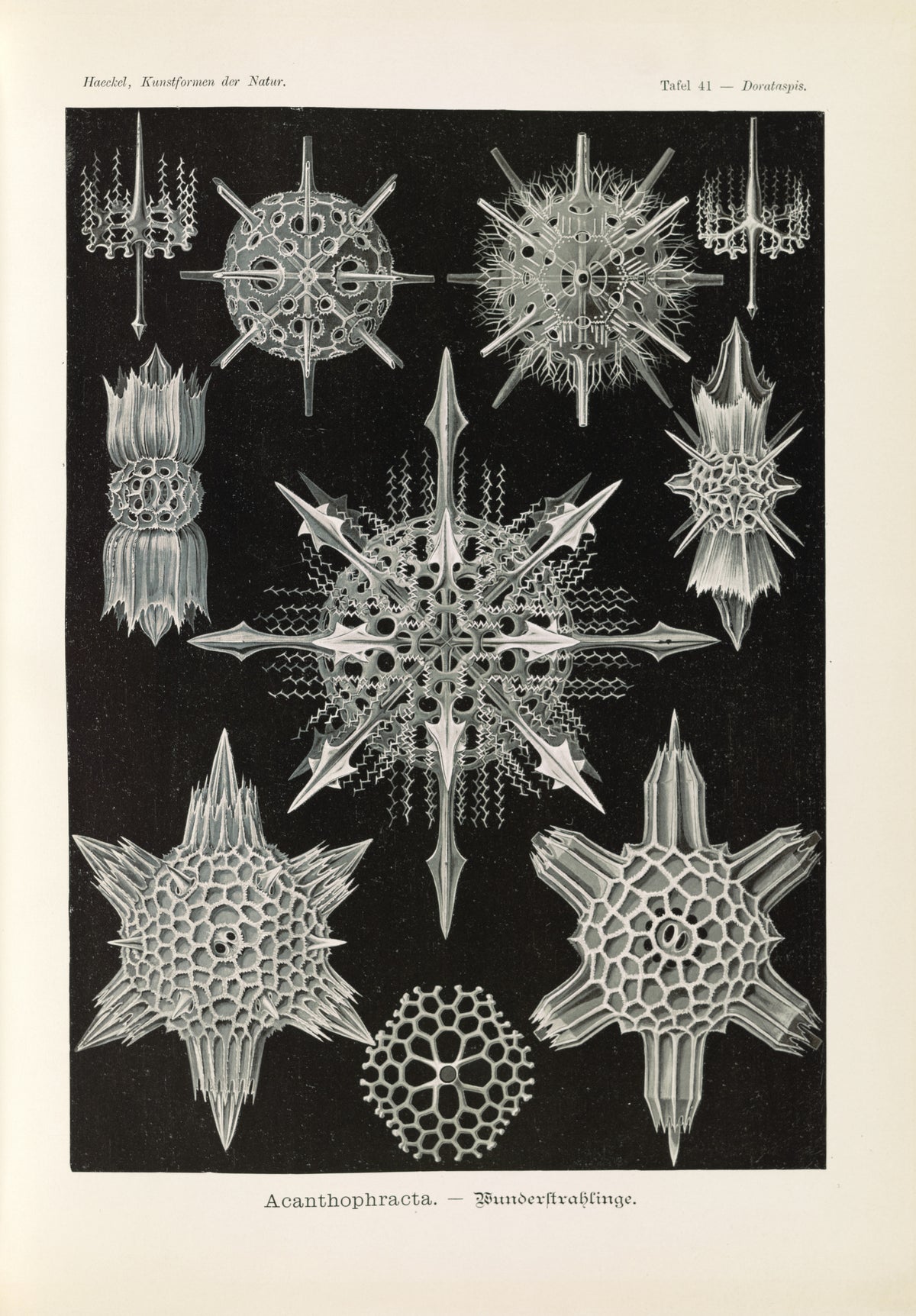 Ernst Haeckel — Kunstformen der Natur, Plate 41: Acanthophracta | Scientific Illustration Print