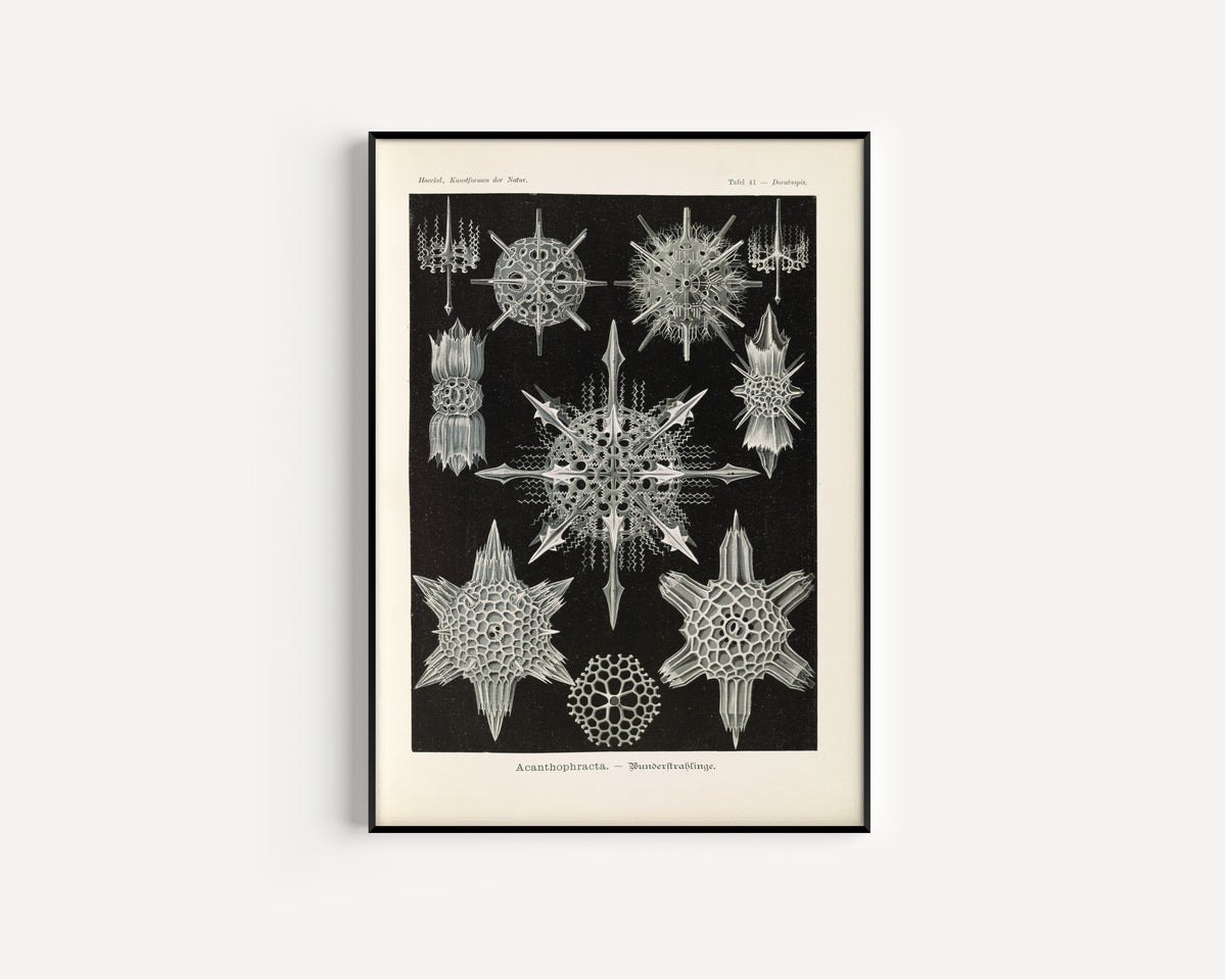 Ernst Haeckel — Kunstformen der Natur, Plate 41: Acanthophracta | Scientific Illustration Print