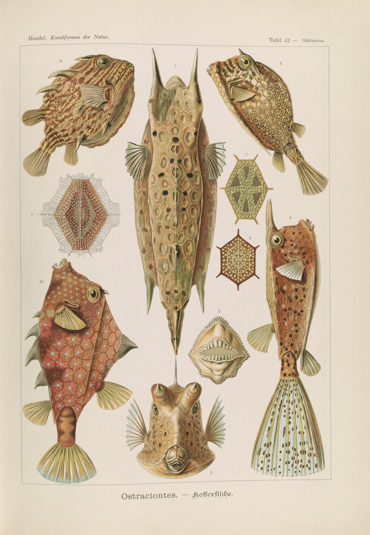 Ernst Haeckel — Kunstformen der Natur, Plate 42: Ostraciontes | Scientific Illustration Print