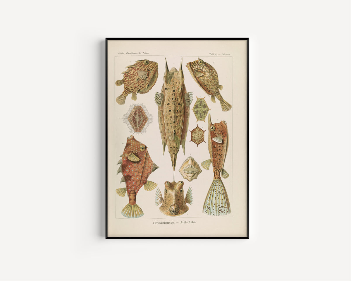 Ernst Haeckel — Kunstformen der Natur, Plate 42: Ostraciontes | Scientific Illustration Print
