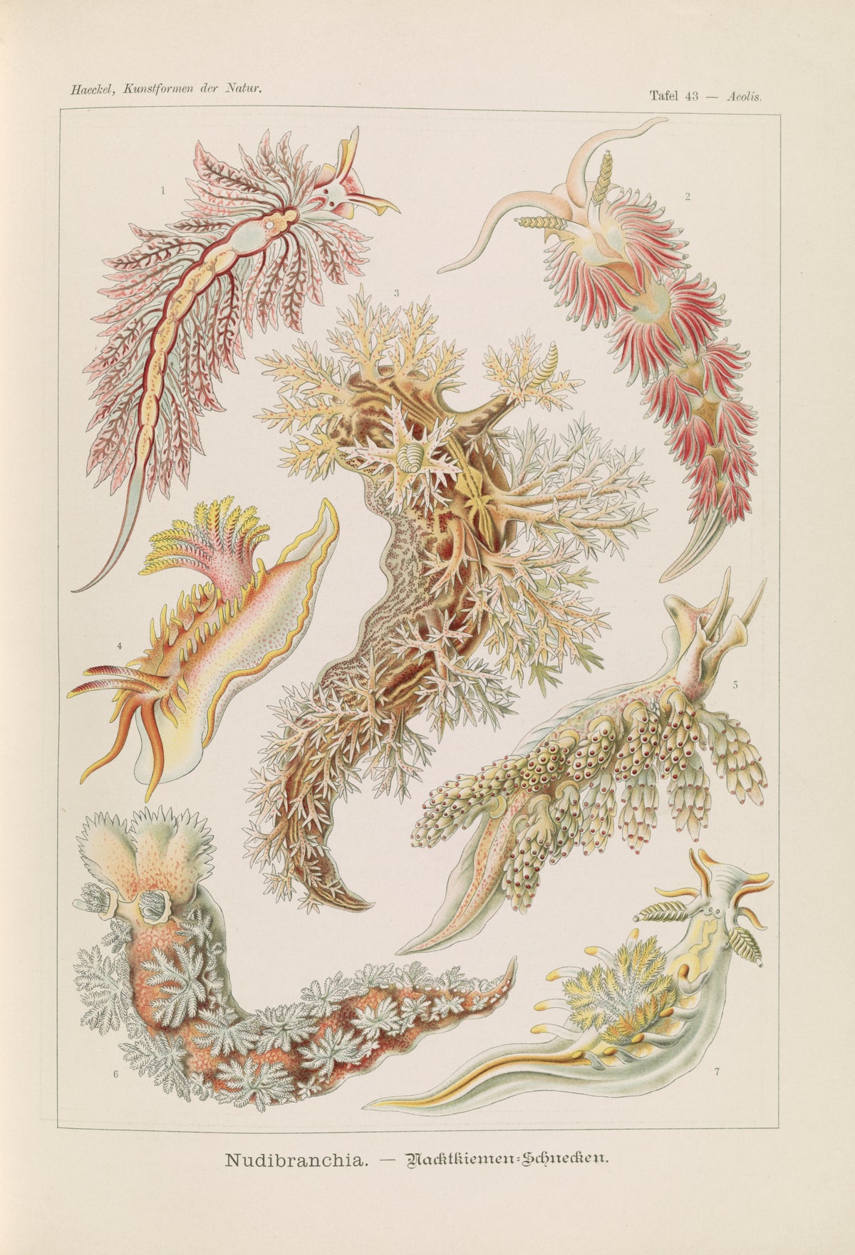 Ernst Haeckel — Kunstformen der Natur, Plate 43: Nudibranchia | Scientific Illustration Print