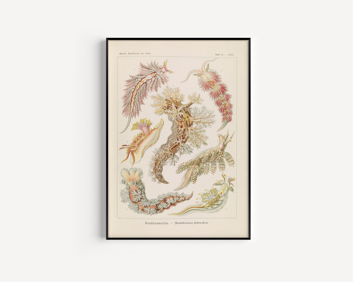 Ernst Haeckel — Kunstformen der Natur, Plate 43: Nudibranchia | Scientific Illustration Print