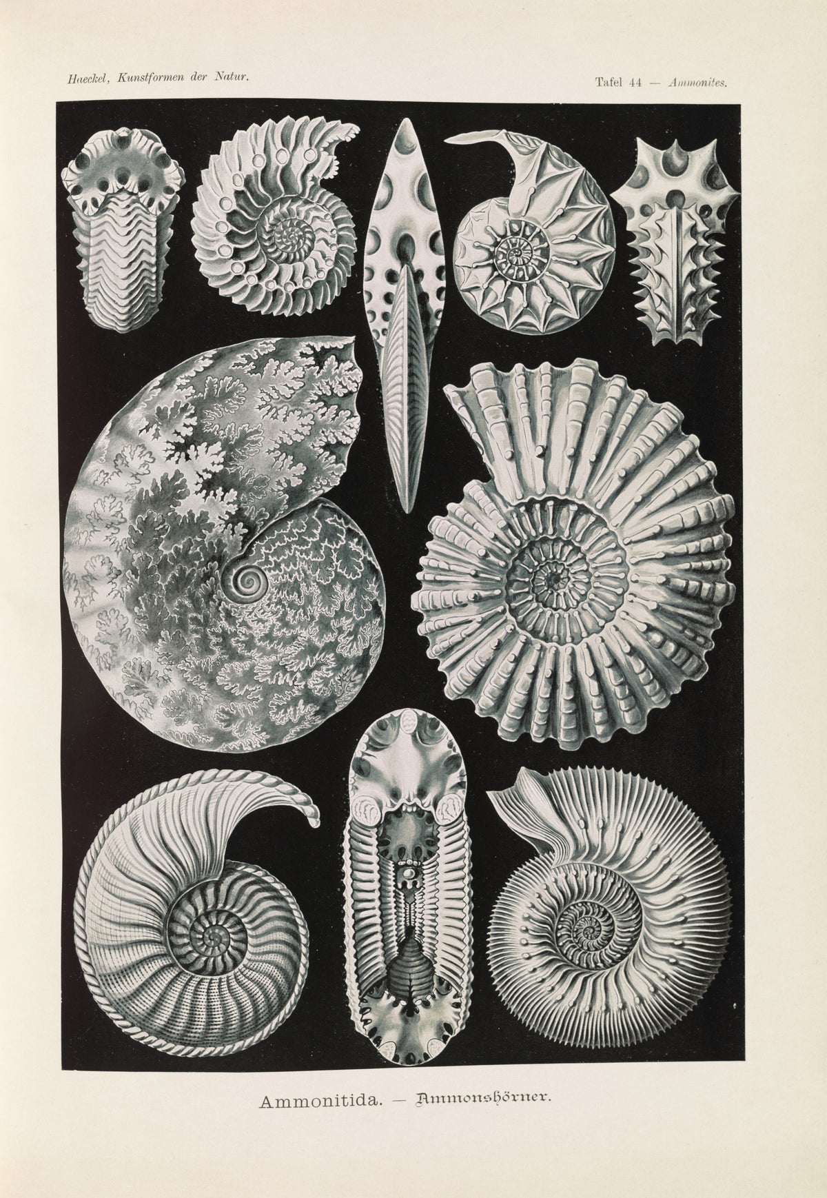Ernst Haeckel — Kunstformen der Natur, Plate 44: Ammonitida | Scientific Illustration Print