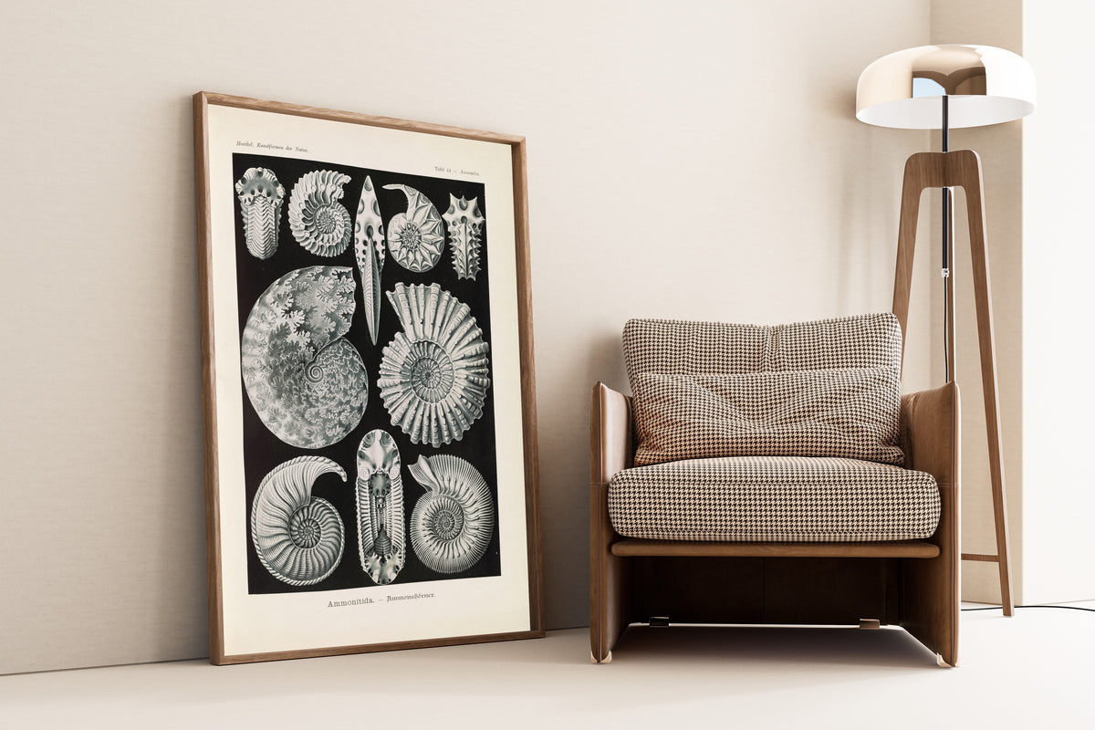 Ernst Haeckel — Kunstformen der Natur, Plate 44: Ammonitida | Scientific Illustration Print