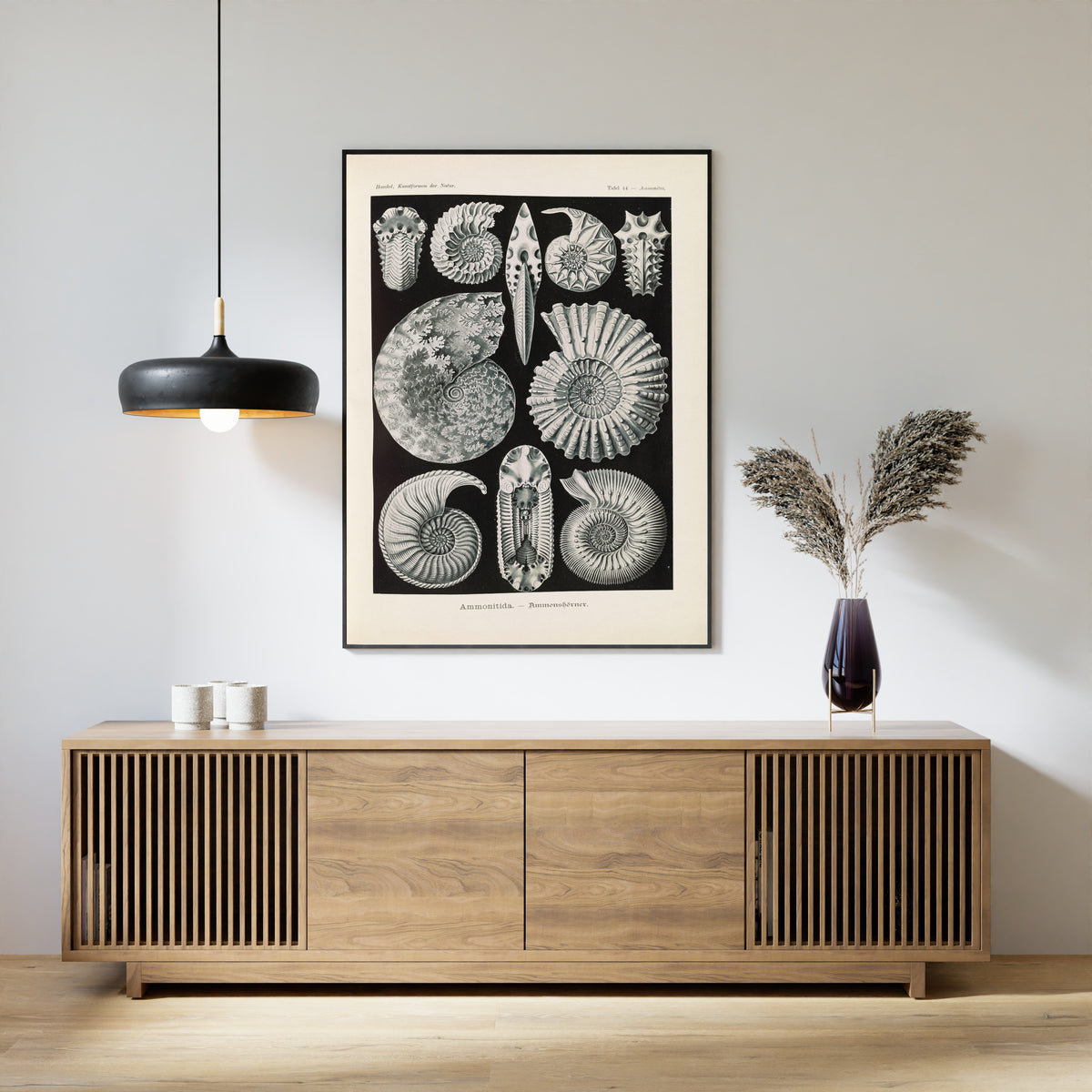Ernst Haeckel — Kunstformen der Natur, Plate 44: Ammonitida | Scientific Illustration Print