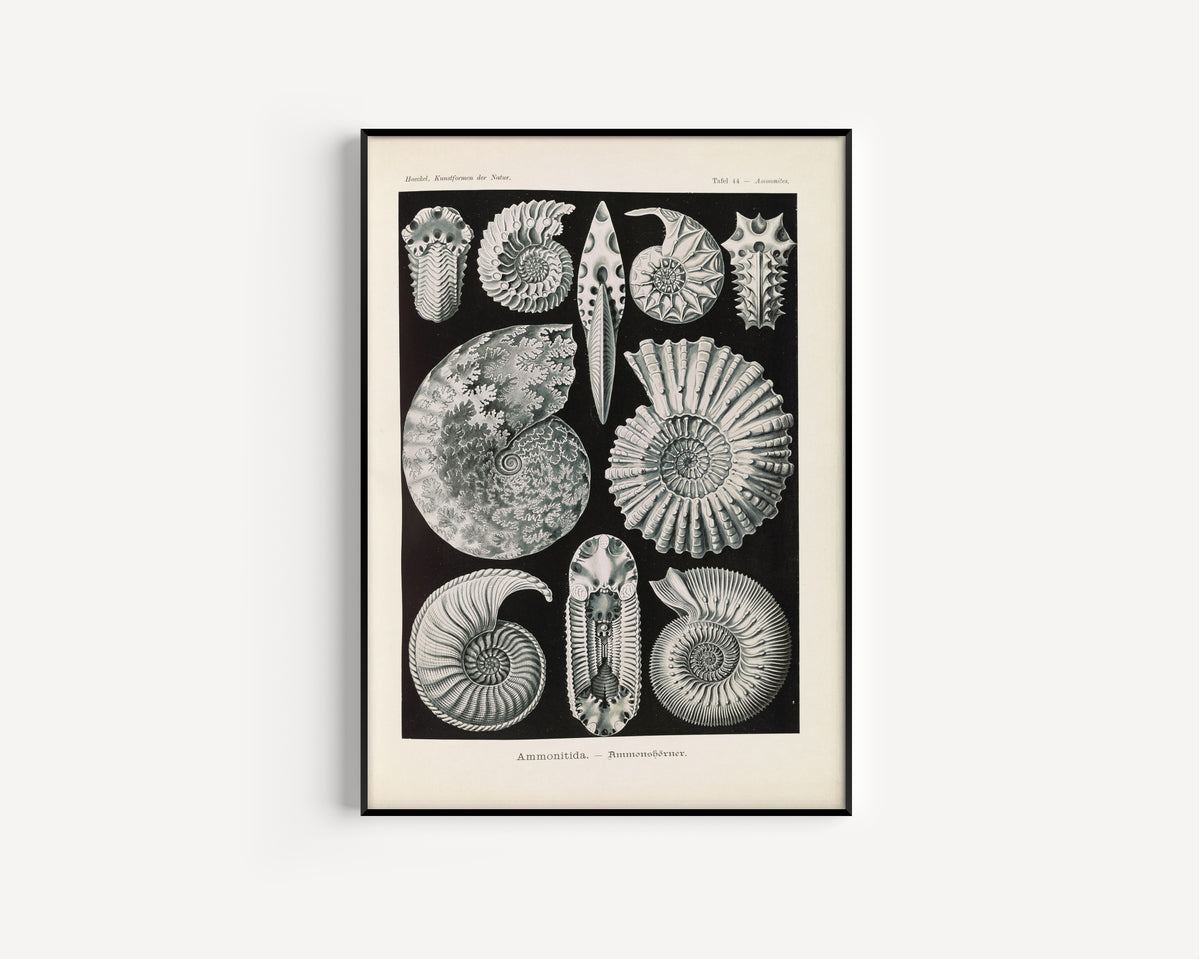 Ernst Haeckel — Kunstformen der Natur, Plate 44: Ammonitida | Scientific Illustration Print