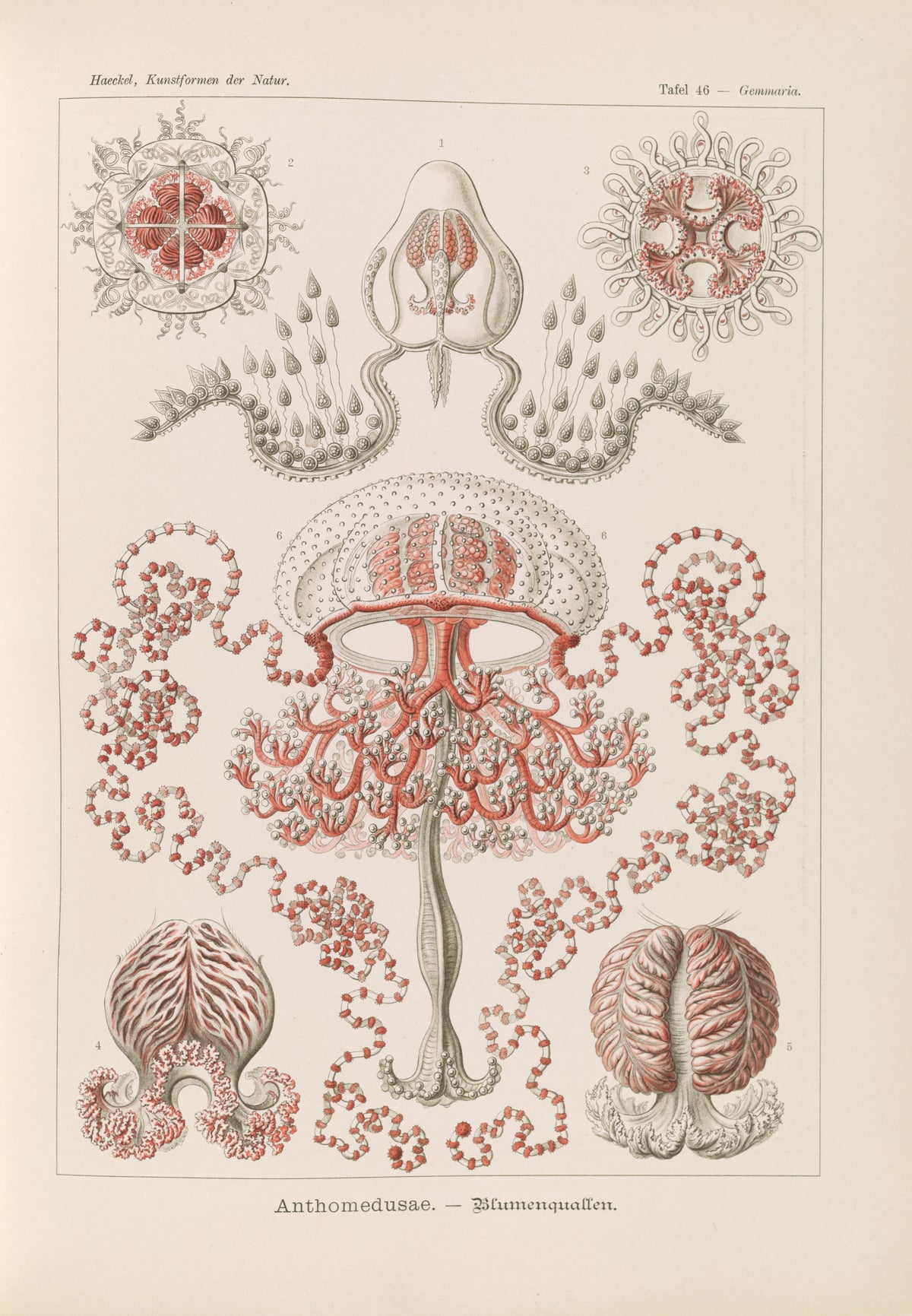 Ernst Haeckel — Kunstformen der Natur, Plate 46: Anthomedusae | Scientific Illustration Print