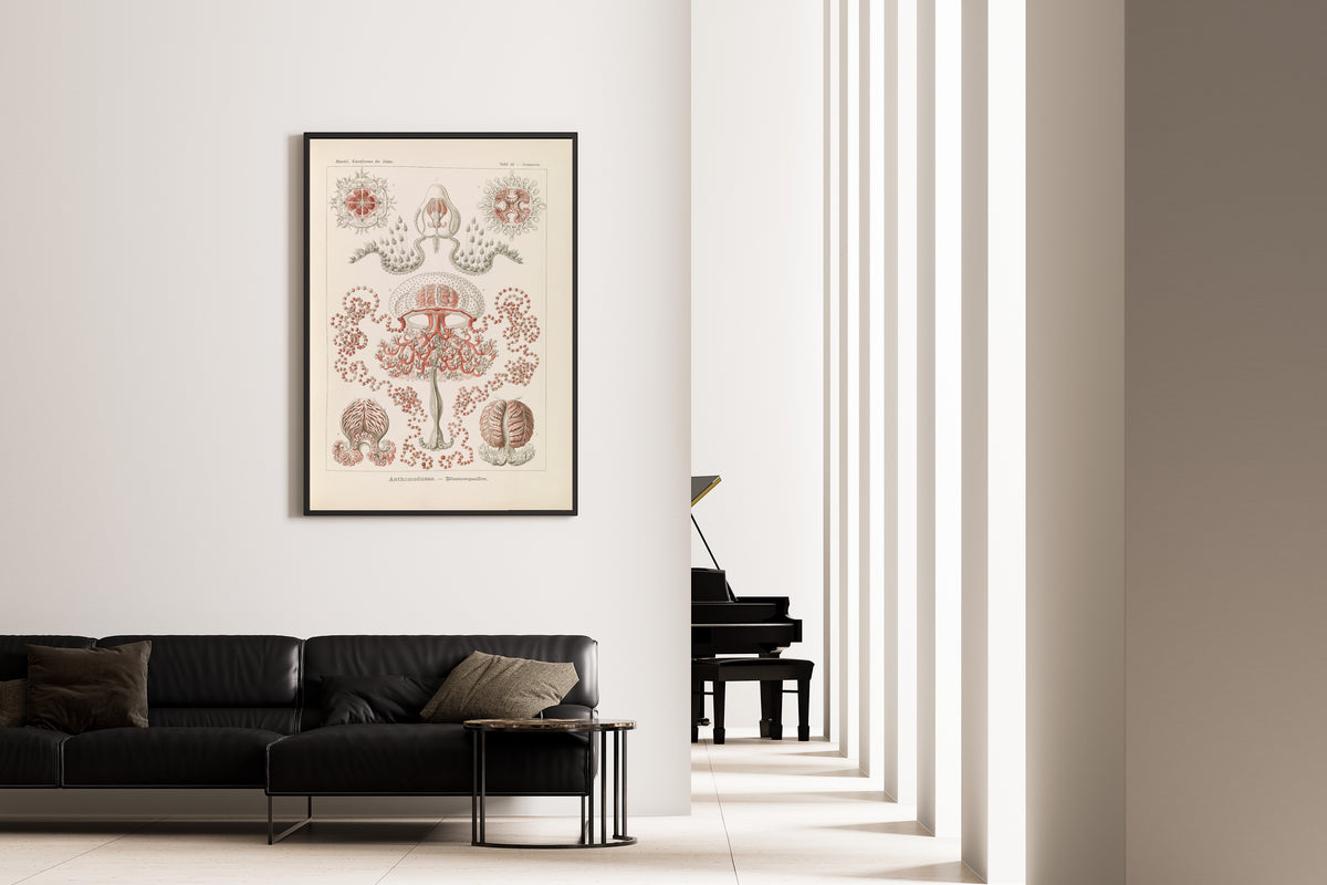 Ernst Haeckel — Kunstformen der Natur, Plate 46: Anthomedusae | Scientific Illustration Print