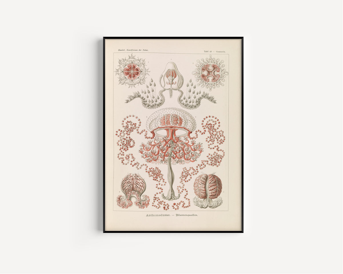 Ernst Haeckel — Kunstformen der Natur, Plate 46: Anthomedusae | Scientific Illustration Print