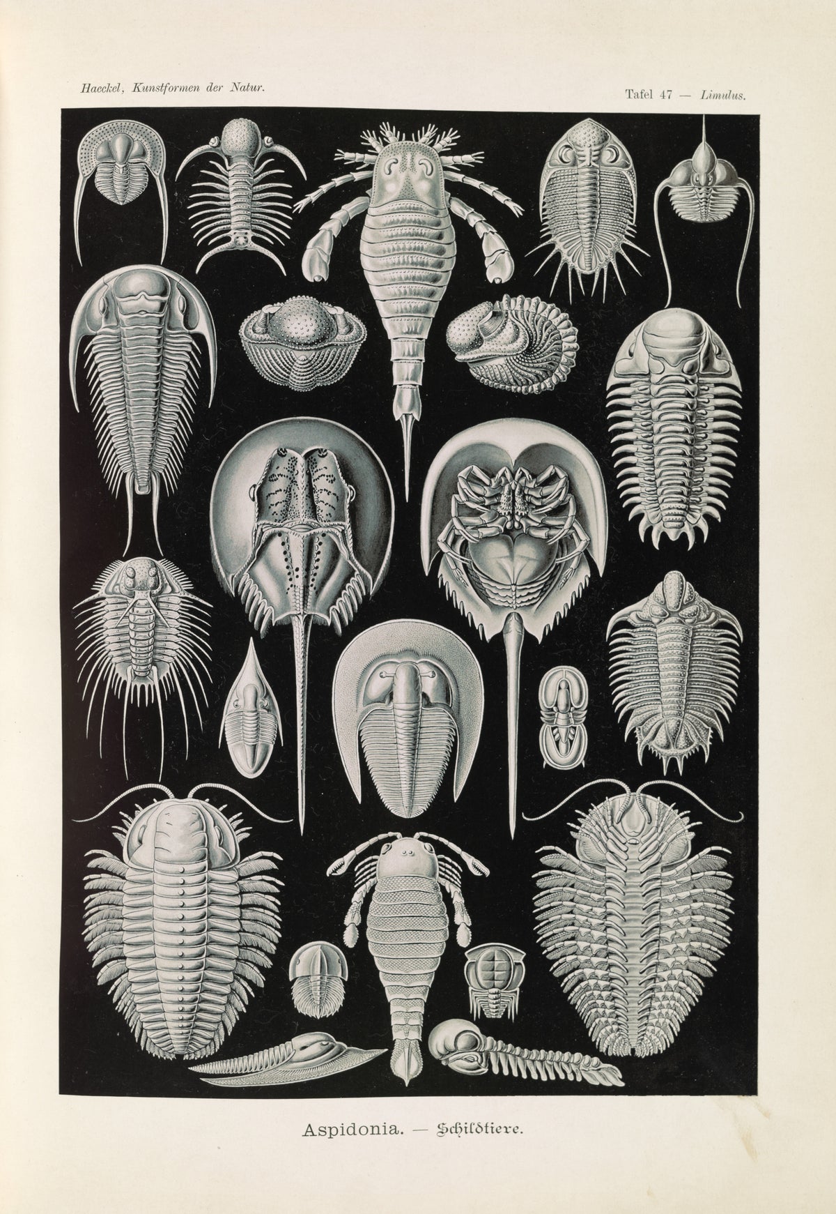 Ernst Haeckel — Kunstformen der Natur, Plate 47: Aspidonia | Scientific Illustration Print