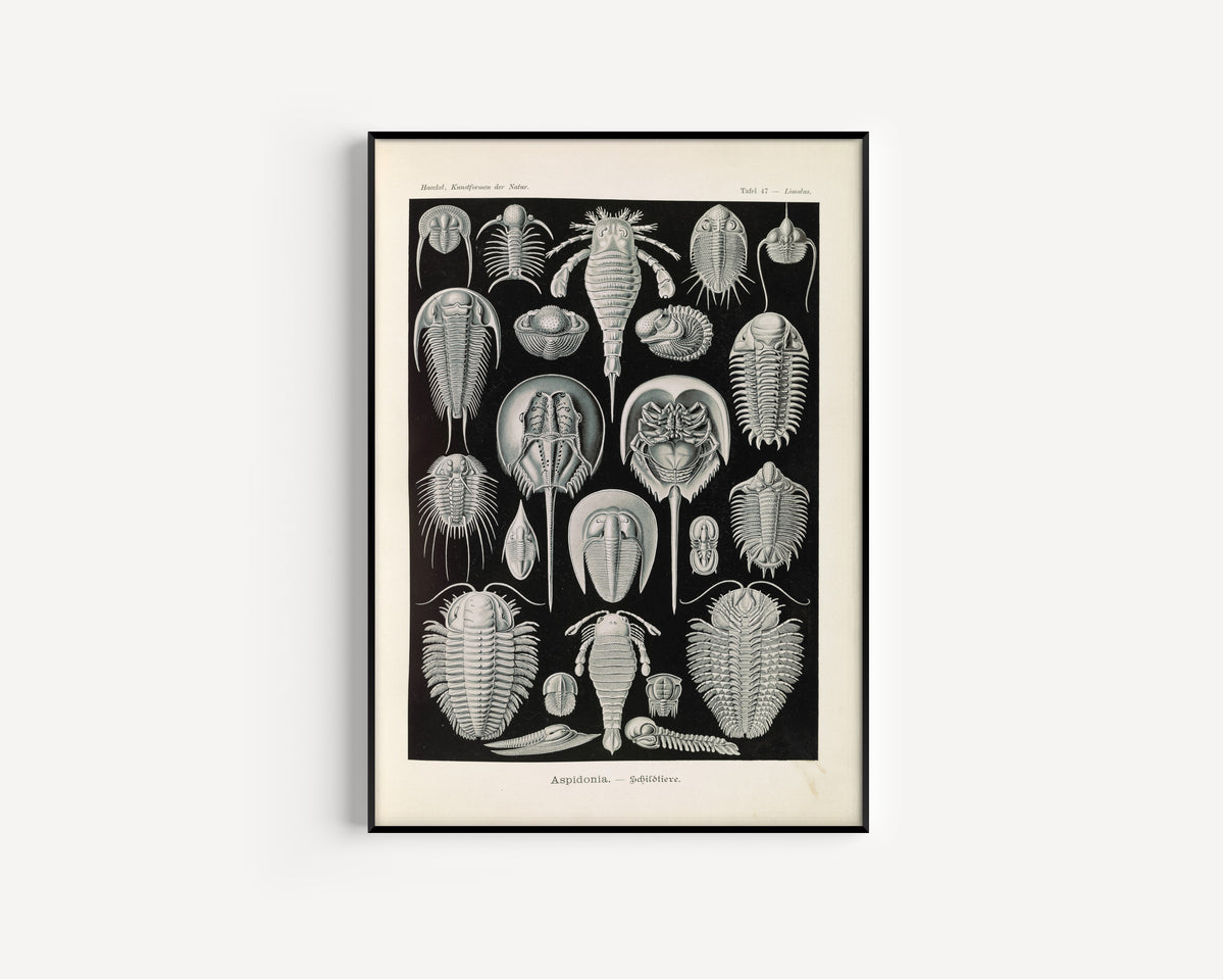 Ernst Haeckel — Kunstformen der Natur, Plate 47: Aspidonia | Scientific Illustration Print