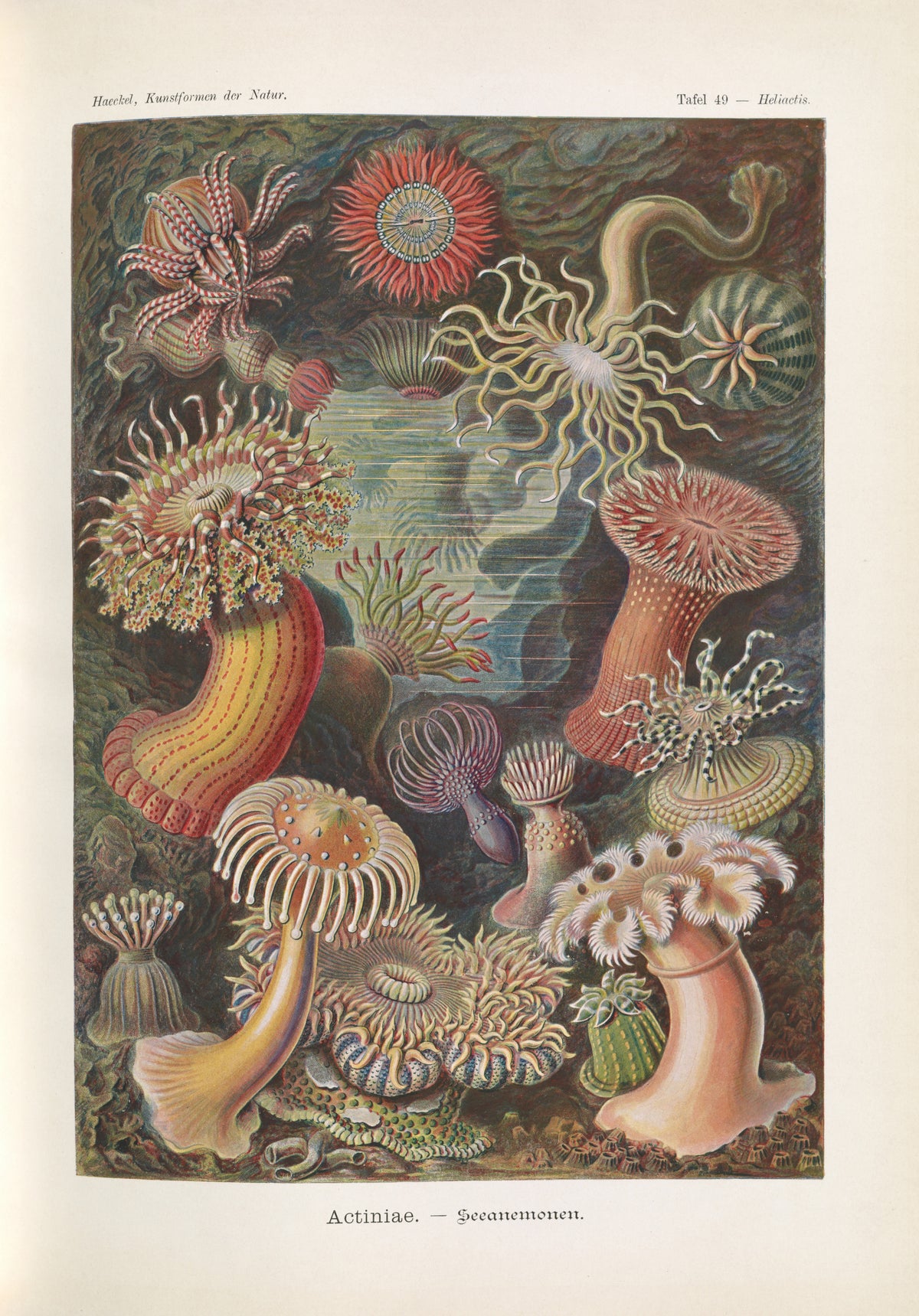 Ernst Haeckel — Kunstformen der Natur, Plate 49: Actiniae | Scientific Illustration Print