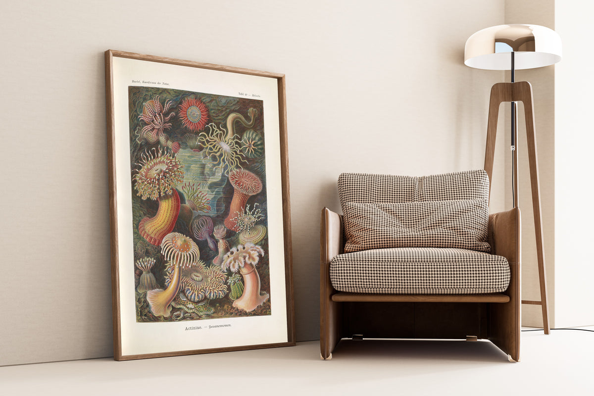Ernst Haeckel — Kunstformen der Natur, Plate 49: Actiniae | Scientific Illustration Print