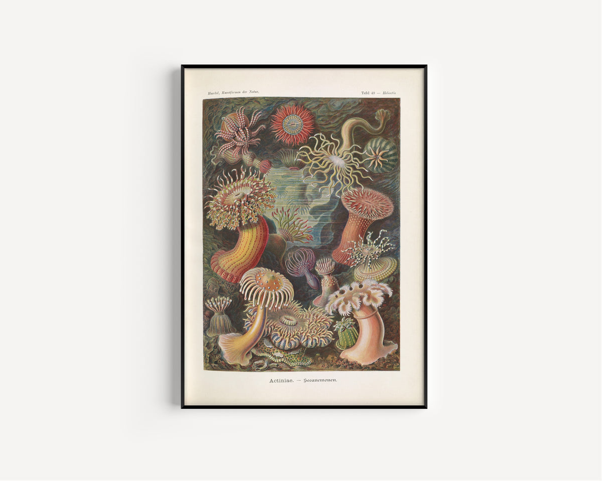 Ernst Haeckel — Kunstformen der Natur, Plate 49: Actiniae | Scientific Illustration Print