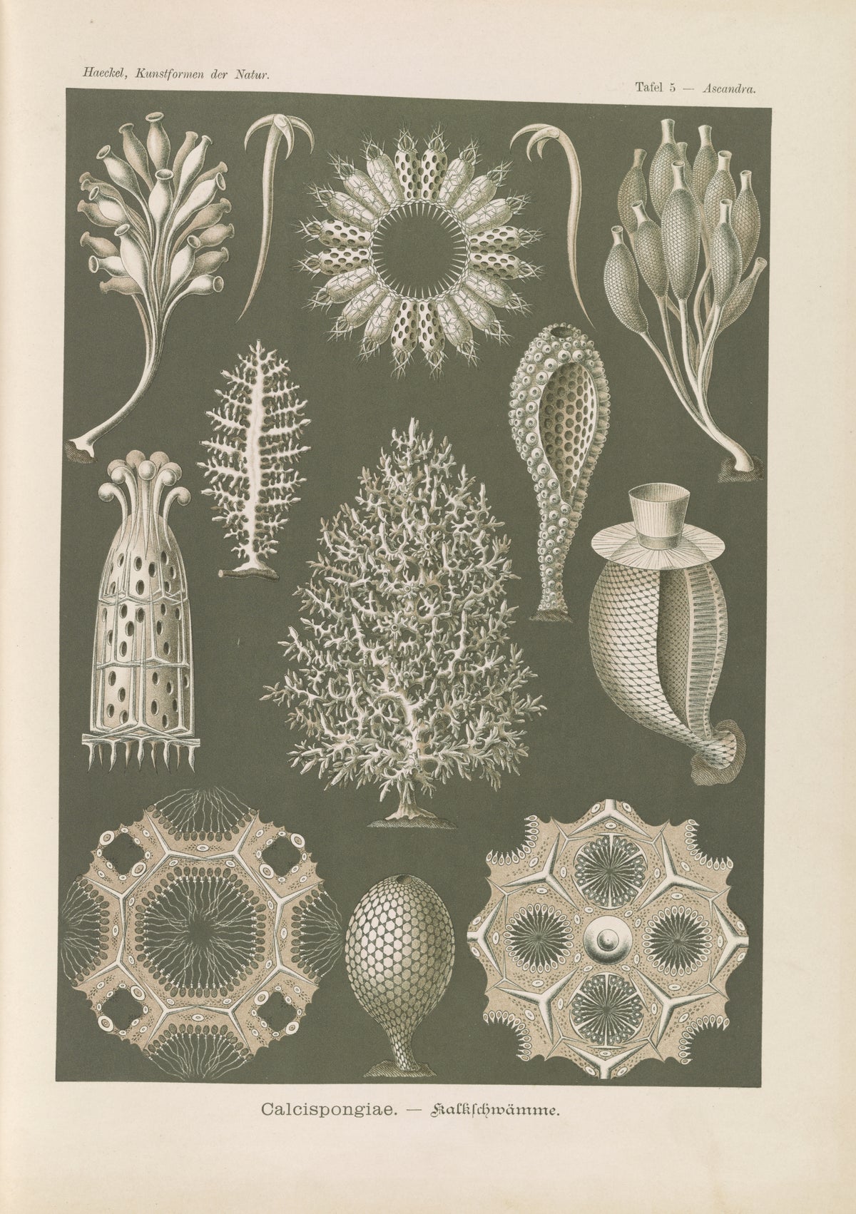 Ernst Haeckel — Kunstformen der Natur, Plate 5: Calcispongiae | Scientific Illustration Print