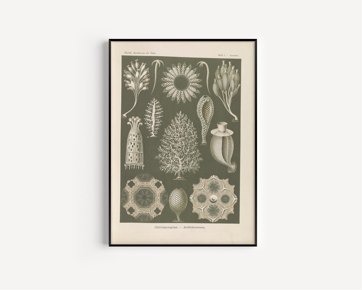 Ernst Haeckel — Kunstformen der Natur, Plate 5: Calcispongiae | Scientific Illustration Print