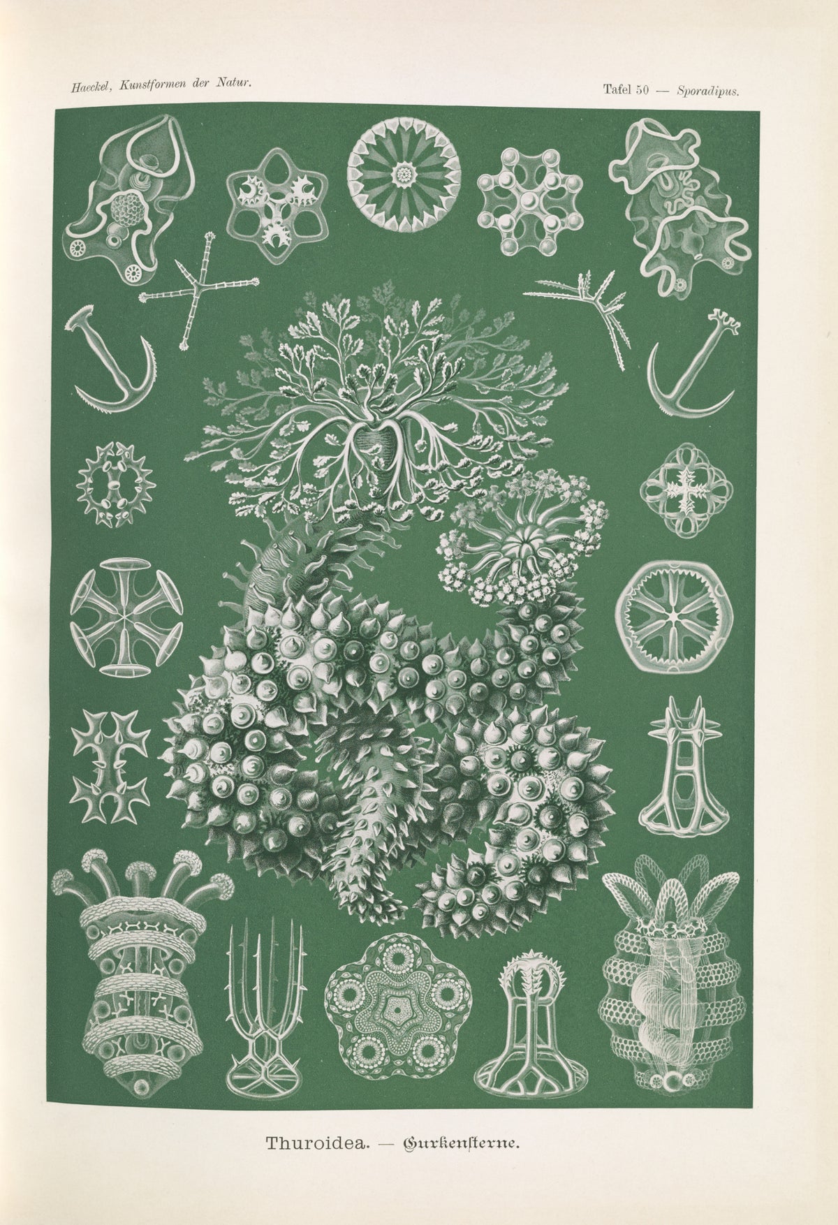 Ernst Haeckel — Kunstformen der Natur, Plate 50: Thuroidea | Scientific Illustration Print