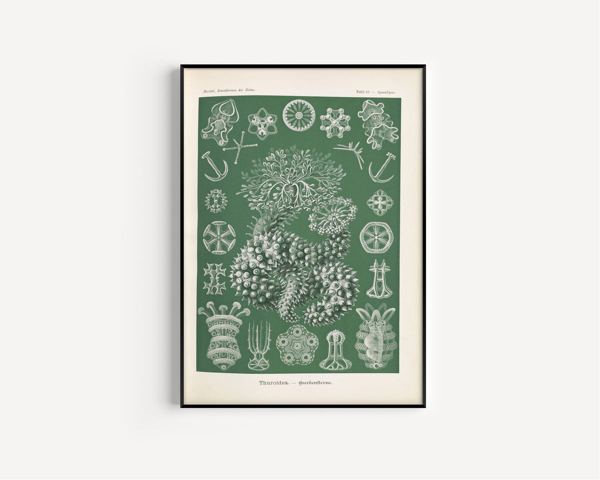 Ernst Haeckel — Kunstformen der Natur, Plate 50: Thuroidea | Scientific Illustration Print