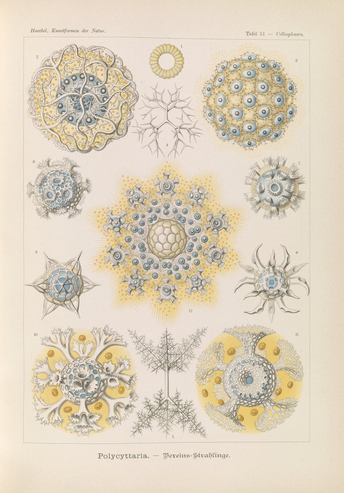 Ernst Haeckel — Kunstformen der Natur, Plate 51: Polycyttaria | Scientific Illustration Print