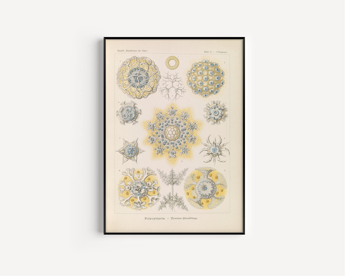 Ernst Haeckel — Kunstformen der Natur, Plate 51: Polycyttaria | Scientific Illustration Print