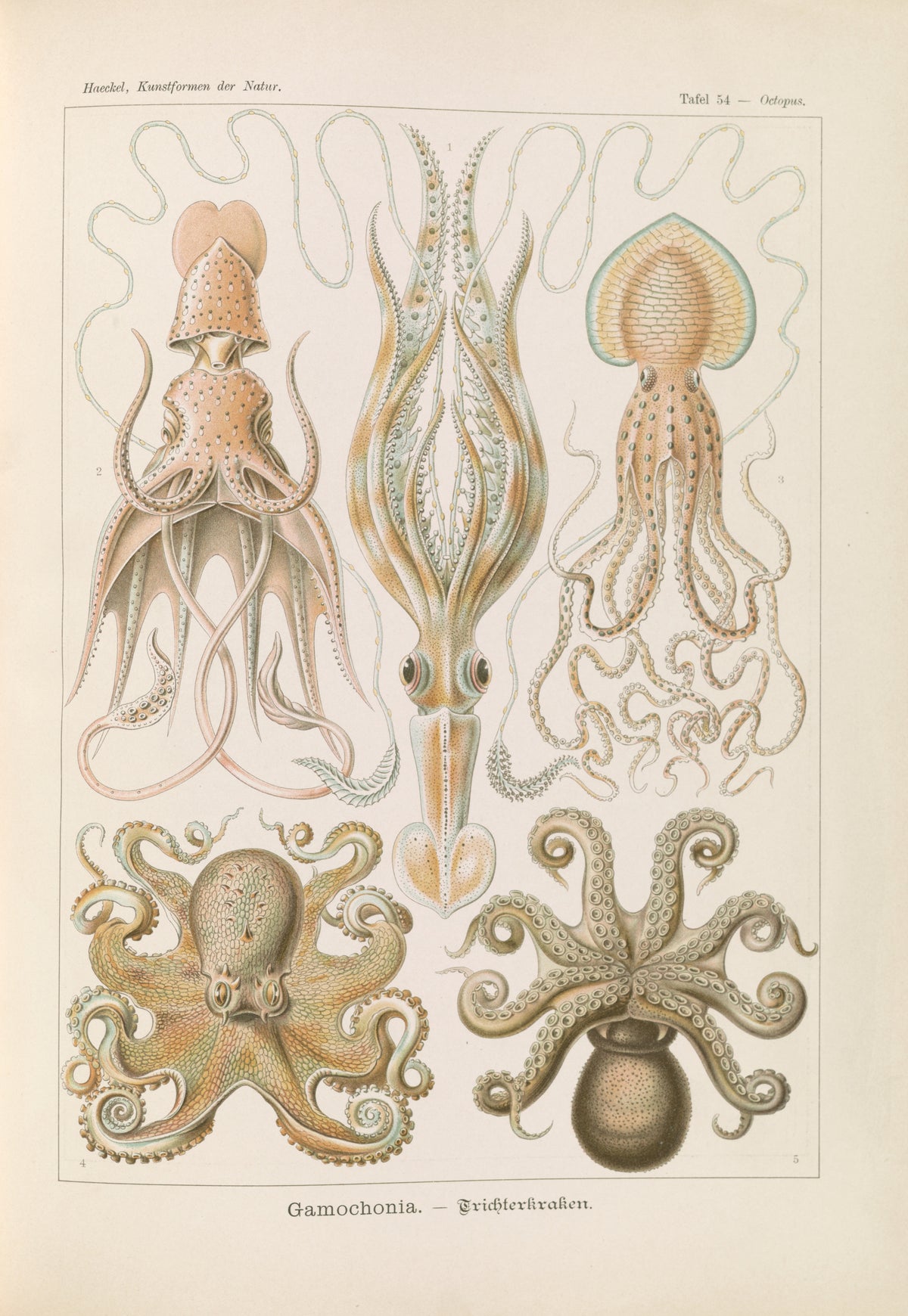 Ernst Haeckel — Kunstformen der Natur, Plate 54: Gamochonia | Scientific Illustration Print