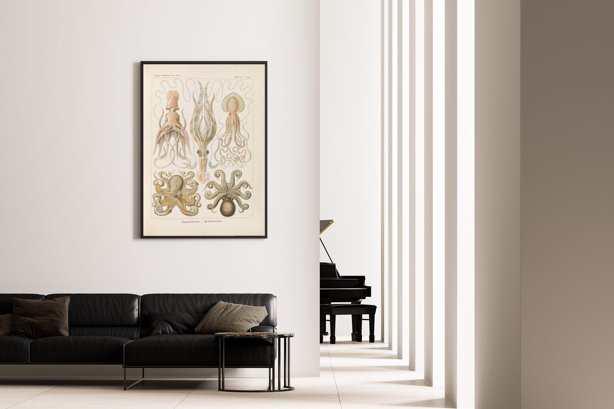 Ernst Haeckel — Kunstformen der Natur, Plate 54: Gamochonia | Scientific Illustration Print