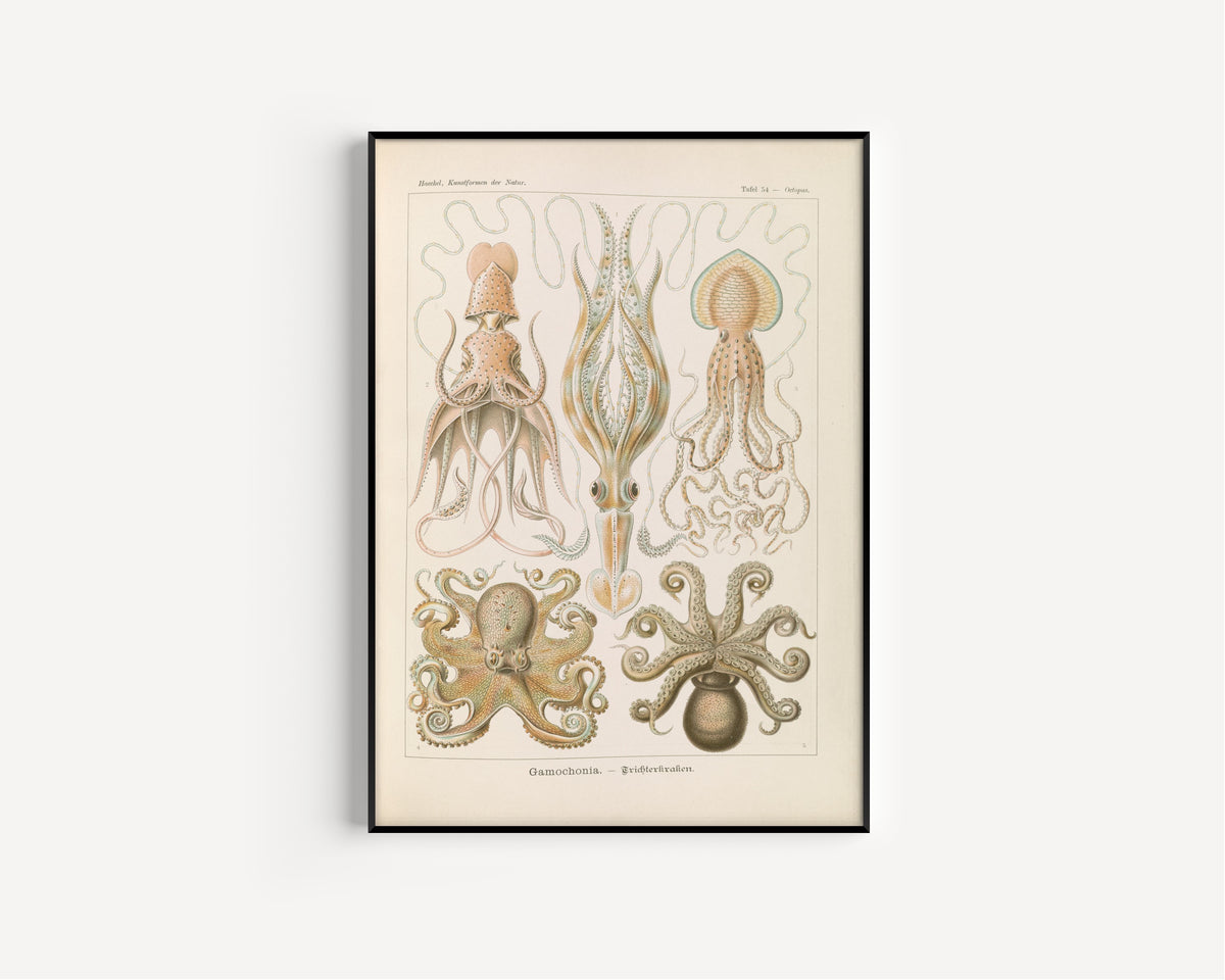 Ernst Haeckel — Kunstformen der Natur, Plate 54: Gamochonia | Scientific Illustration Print