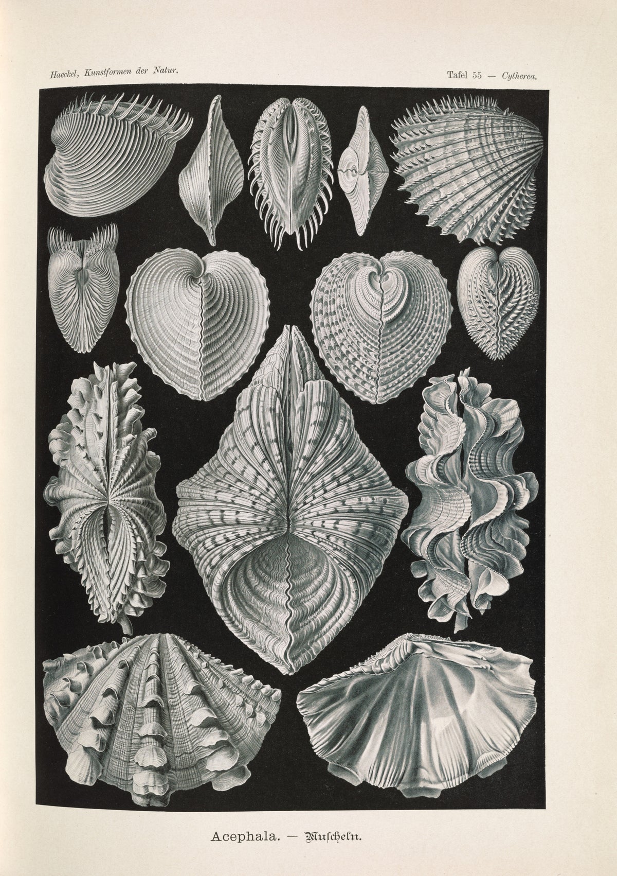 Ernst Haeckel — Kunstformen der Natur, Plate 55: Acephala | Scientific Illustration Print