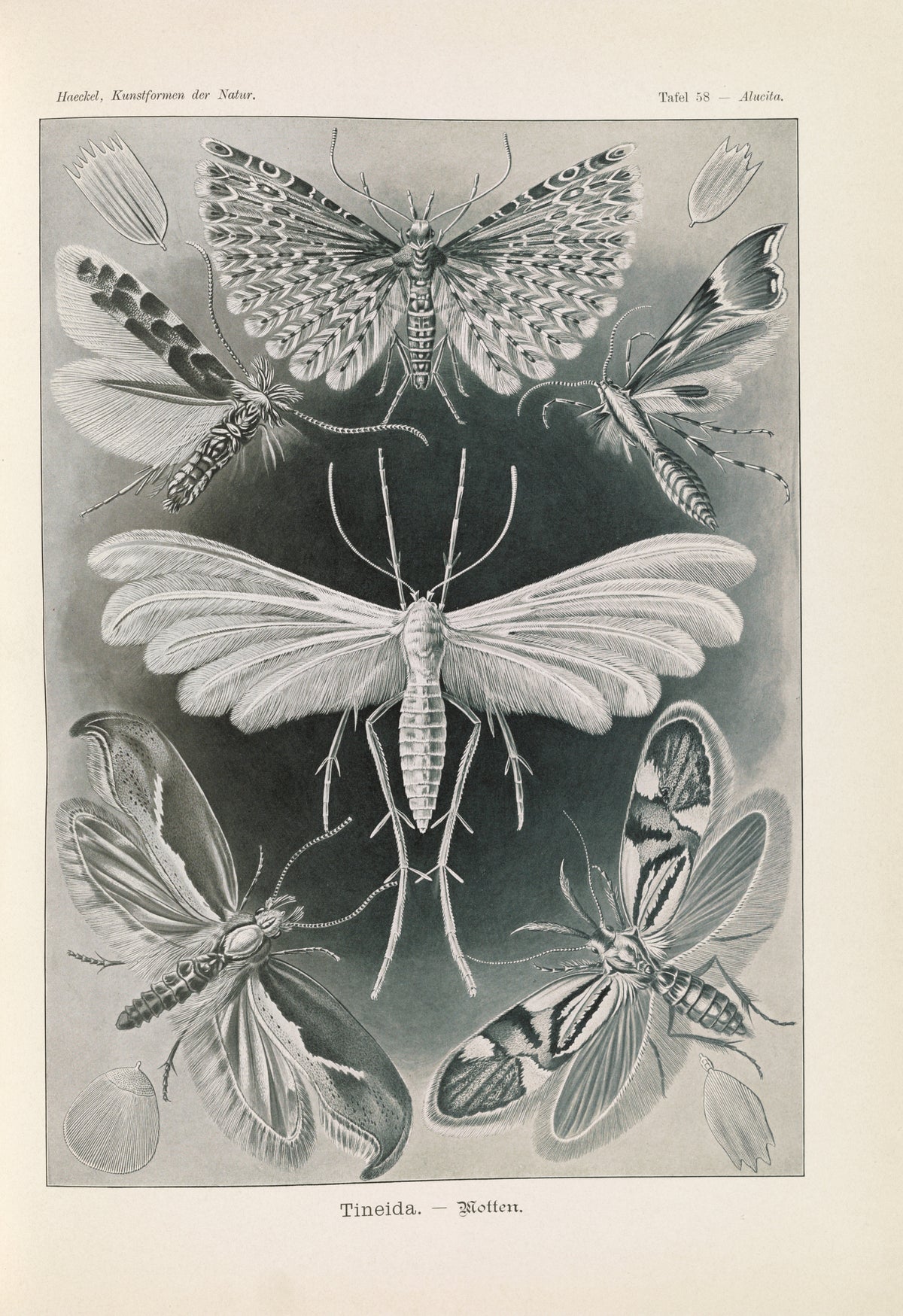 Ernst Haeckel — Kunstformen der Natur, Plate 58: Tineida | Scientific Illustration Print