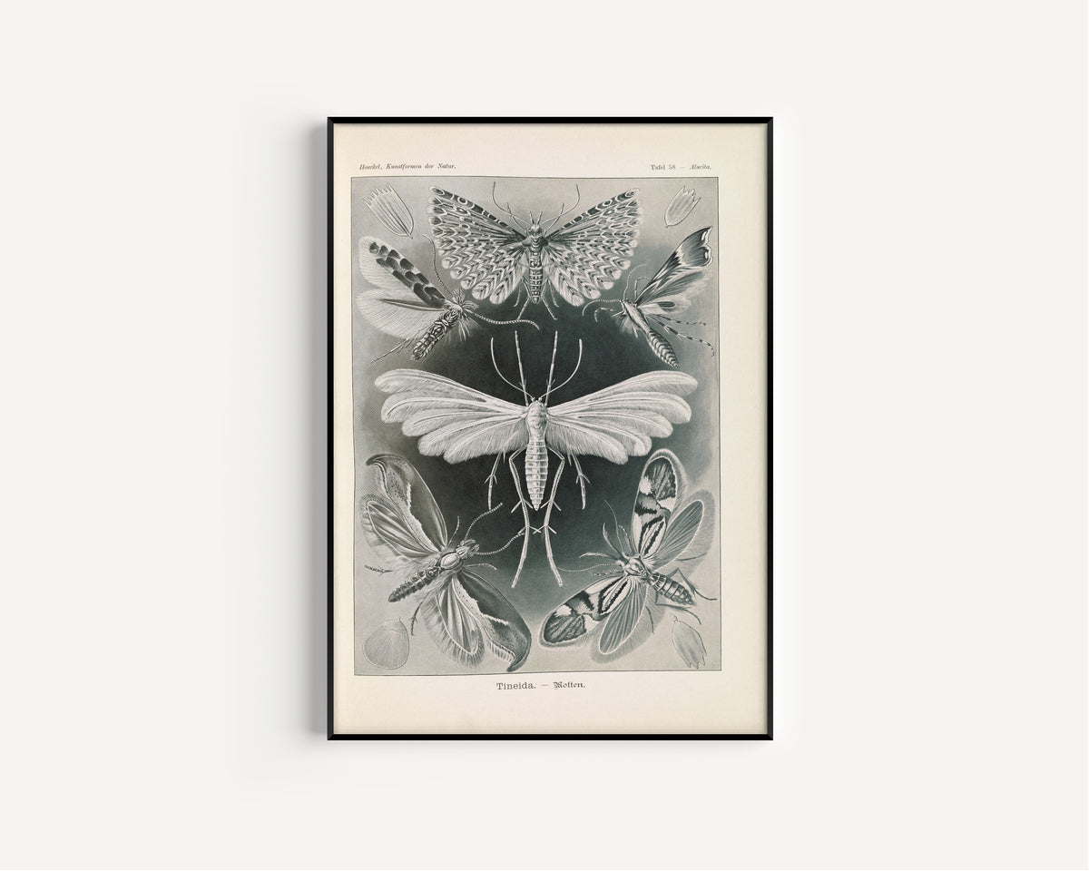 Ernst Haeckel — Kunstformen der Natur, Plate 58: Tineida | Scientific Illustration Print
