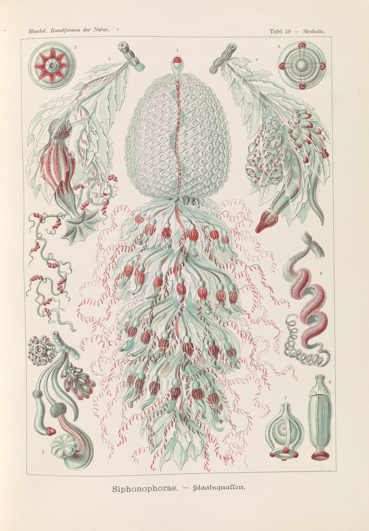 Ernst Haeckel — Kunstformen der Natur, Plate 59: Siphonophorae | Scientific Illustration Print