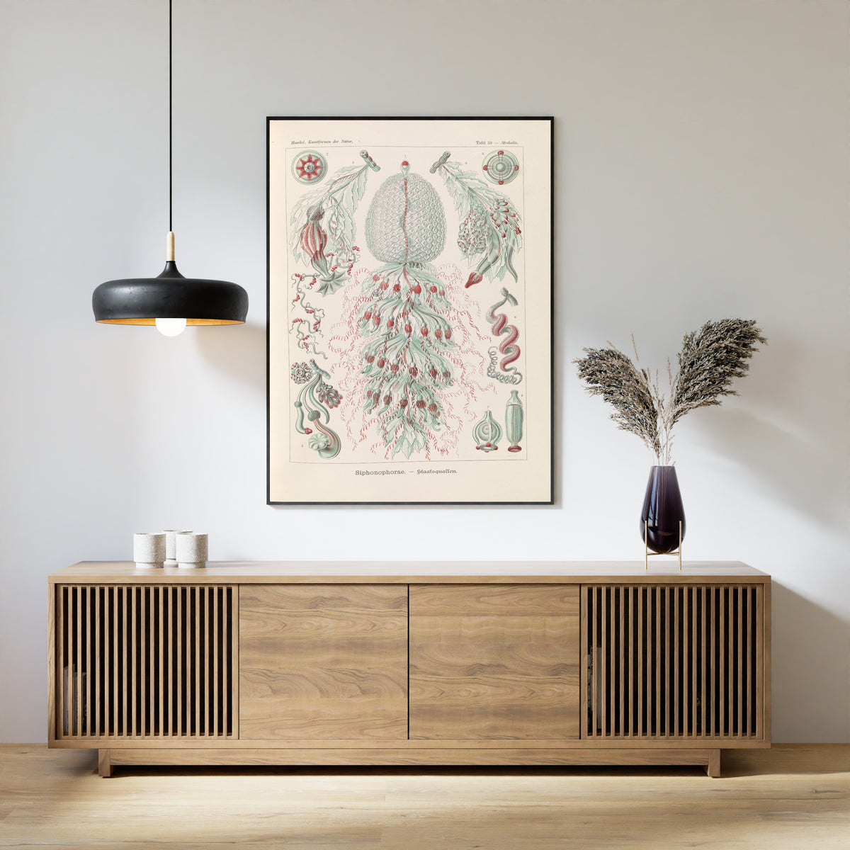 Ernst Haeckel — Kunstformen der Natur, Plate 59: Siphonophorae | Scientific Illustration Print