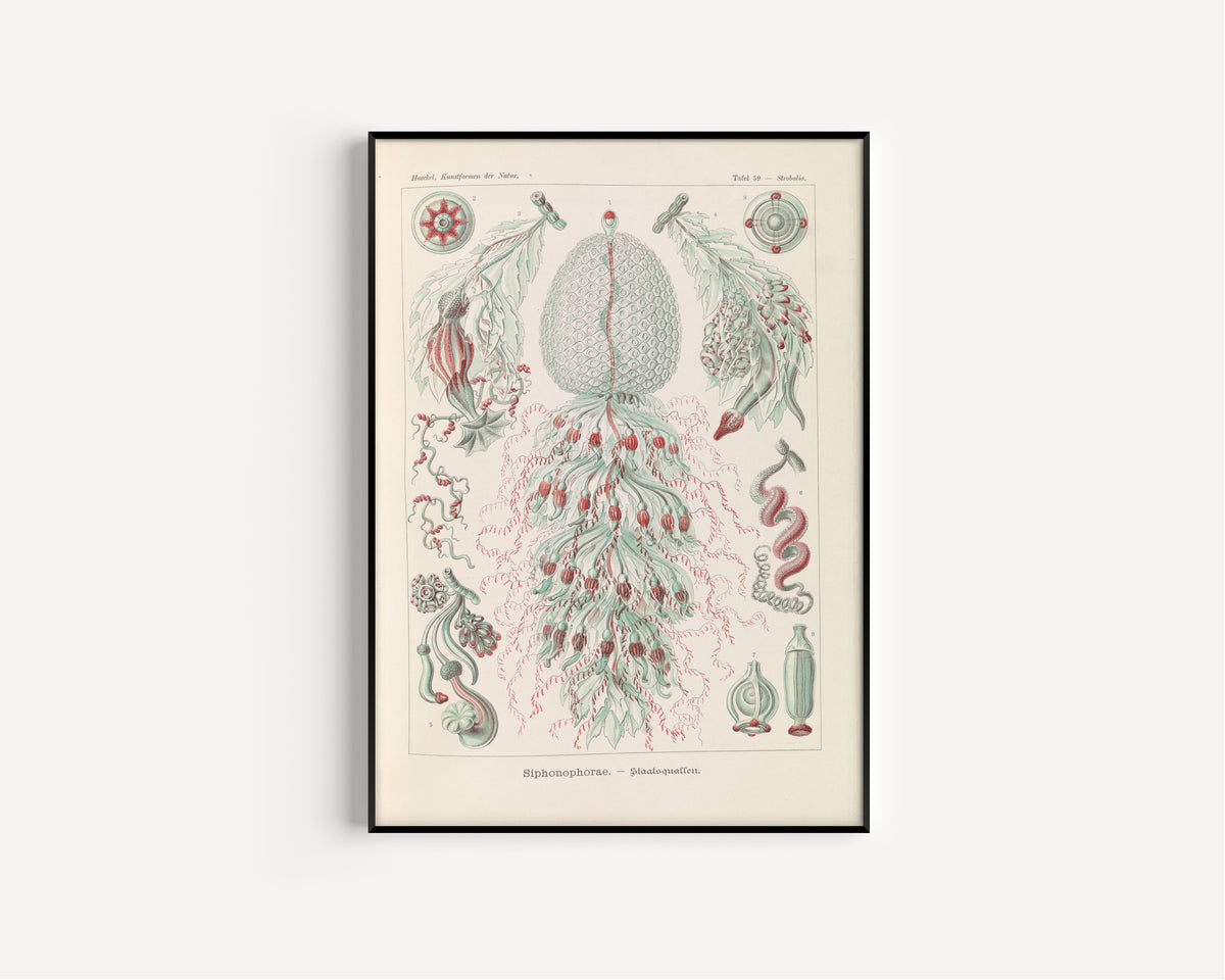 Ernst Haeckel — Kunstformen der Natur, Plate 59: Siphonophorae | Scientific Illustration Print