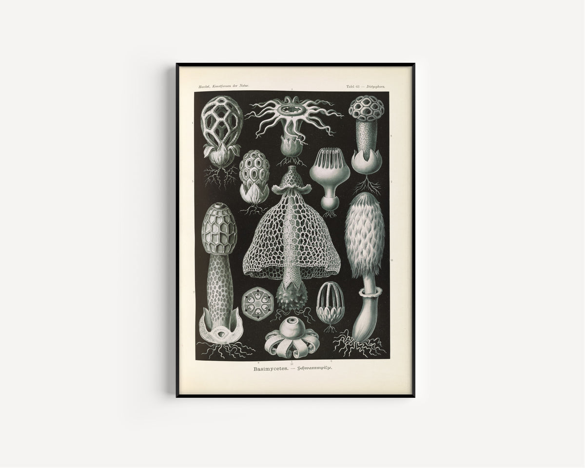Ernst Haeckel — Kunstformen der Natur, Plate 63: Basimycetes | Scientific Illustration Print