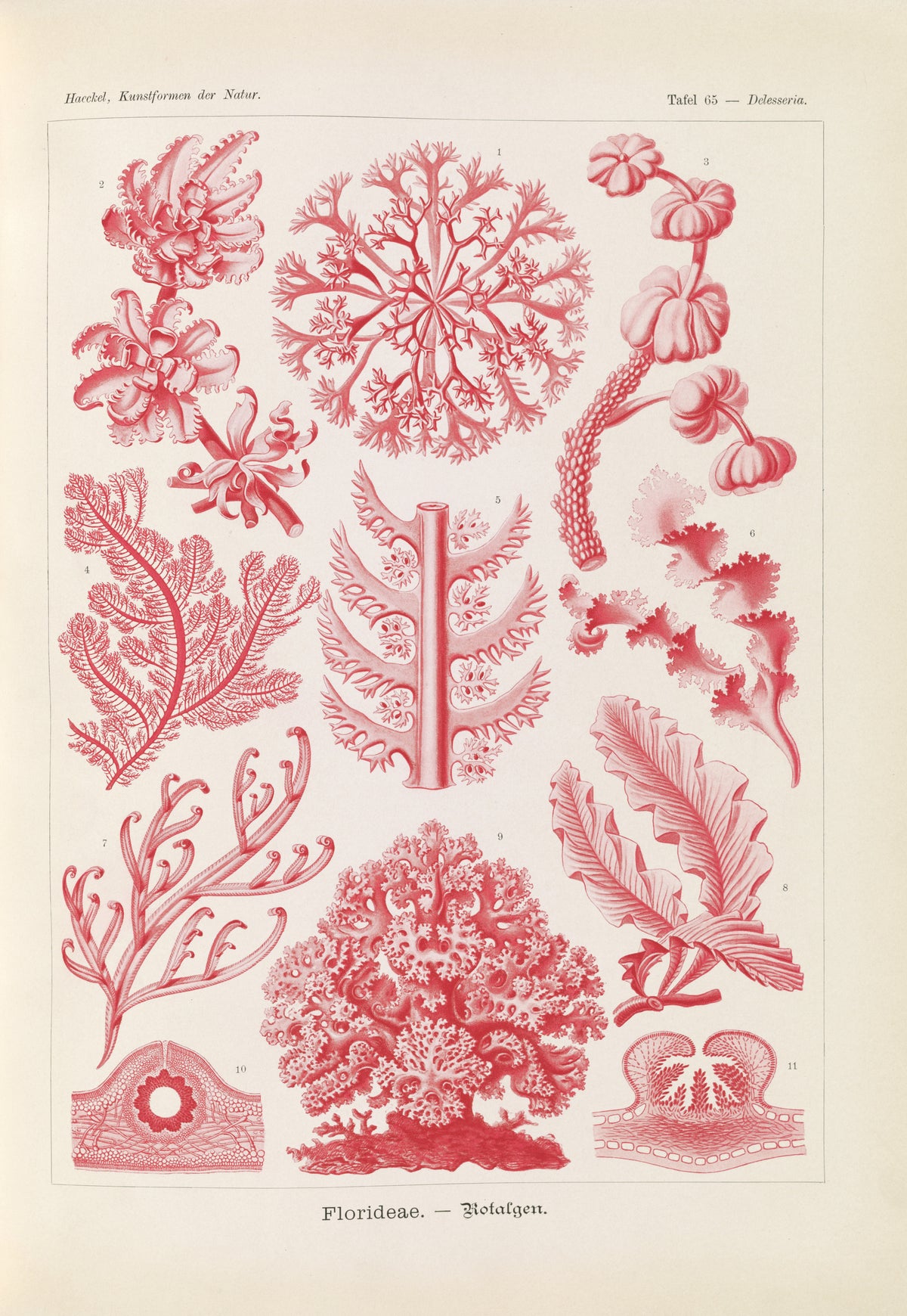 Ernst Haeckel — Kunstformen der Natur, Plate 65: Florideae | Scientific Illustration Print