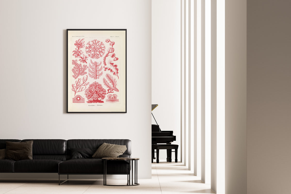 Ernst Haeckel — Kunstformen der Natur, Plate 65: Florideae | Scientific Illustration Print