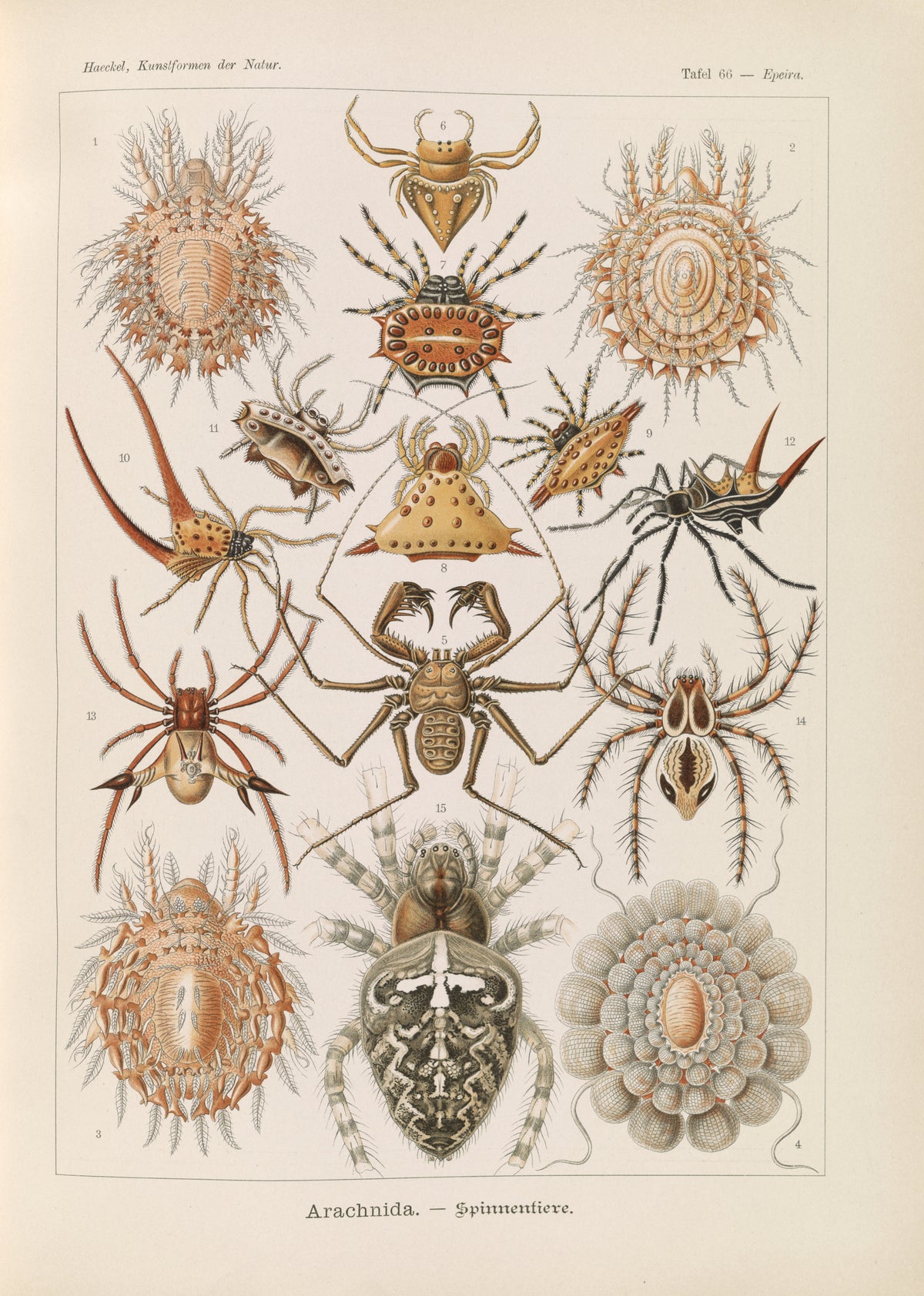 Ernst Haeckel — Kunstformen der Natur, Plate 66: Arachnida | Scientific Illustration Print